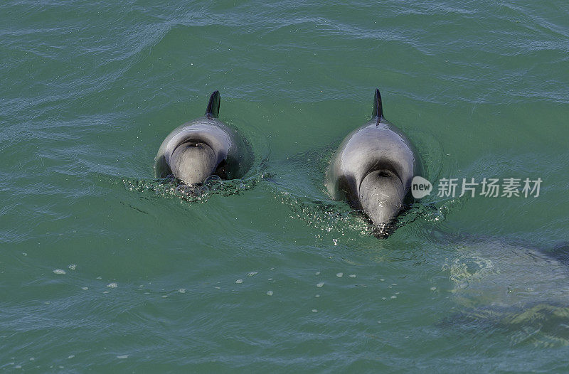 海克特海豚(Cephalorhynchus hectori)是头鼻海豚属的四种海豚中最著名的一种，仅在新西兰发现。大约1.4米长，它是最小的鲸类动物之一。赫克托的海豚是特尔斐最小的